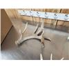 Image 3 : Group Of 5 Whitetail Shed Antlers