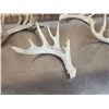 Image 4 : Group Of 5 Whitetail Shed Antlers