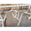 Image 5 : Group Of 5 Whitetail Shed Antlers