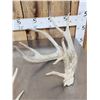 Image 6 : Group Of 5 Whitetail Shed Antlers