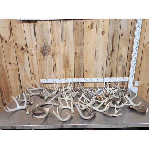 32.3 Lbs Of Whitetail Antlers