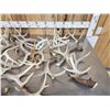 Image 2 : 32.3 Lbs Of Whitetail Antlers
