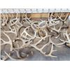 Image 3 : 32.3 Lbs Of Whitetail Antlers