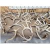 Image 4 : 32.3 Lbs Of Whitetail Antlers
