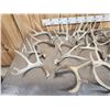 Image 5 : 32.3 Lbs Of Whitetail Antlers