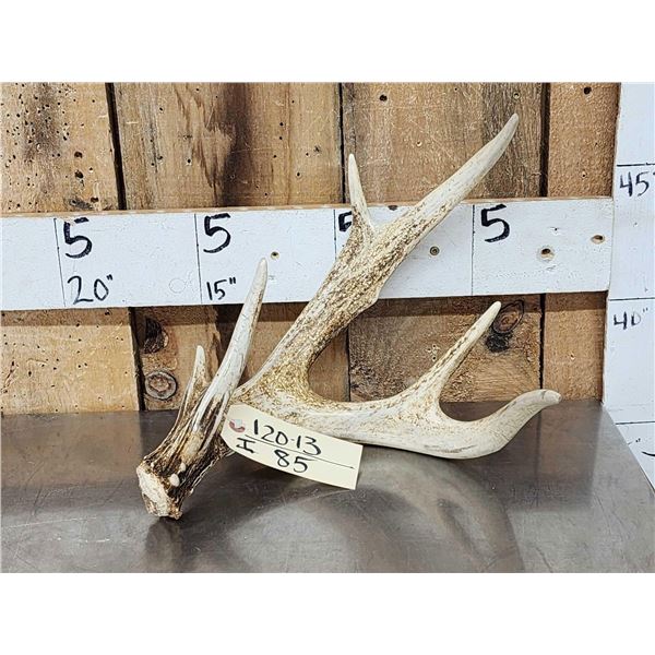 70" Wild Illinois Whitetail Shed Antler