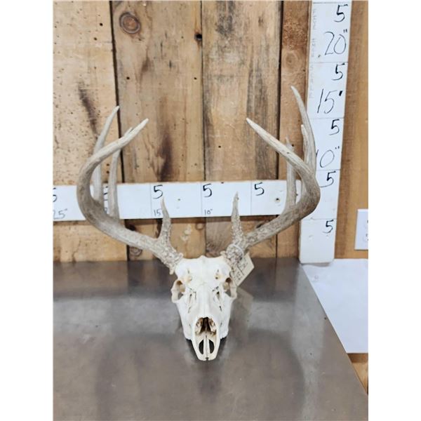 Wild 5x5 Whitetail Antlers On Skull
