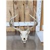 Image 1 : Wild 5x5 Whitetail Antlers On Skull