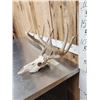 Image 2 : Wild 5x5 Whitetail Antlers On Skull