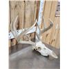 Image 3 : Wild 5x5 Whitetail Antlers On Skull
