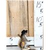 Image 2 : Sheriff Squirrel Taxidermy Mount