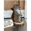 Image 2 : Fishing Squirrel Full Body Taxidermy Mount
