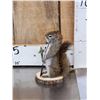 Image 3 : Fishing Squirrel Full Body Taxidermy Mount