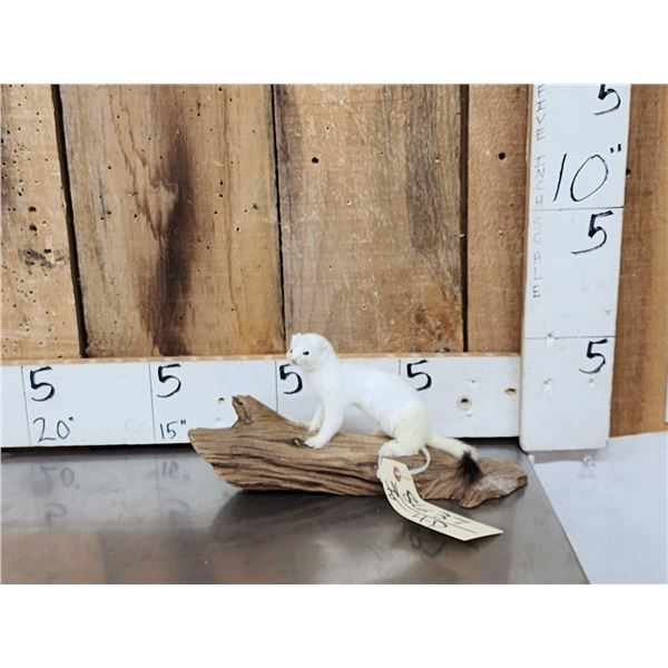 White Weasel Full Body Taxidermy Mount
