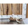 Image 1 : White Weasel Full Body Taxidermy Mount