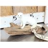 Image 2 : White Weasel Full Body Taxidermy Mount