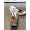 Image 3 : White Weasel Full Body Taxidermy Mount