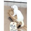 Image 4 : White Weasel Full Body Taxidermy Mount