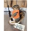 Image 3 : Hunting Squirrel Full Body Taxidermy Mount