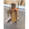 Image 4 : Hunting Squirrel Full Body Taxidermy Mount