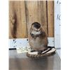 Image 1 : FAT Muskrat Full Body Taxidermy Mount