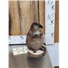 Image 2 : FAT Muskrat Full Body Taxidermy Mount