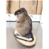 Image 3 : FAT Muskrat Full Body Taxidermy Mount