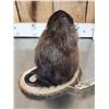 Image 4 : FAT Muskrat Full Body Taxidermy Mount
