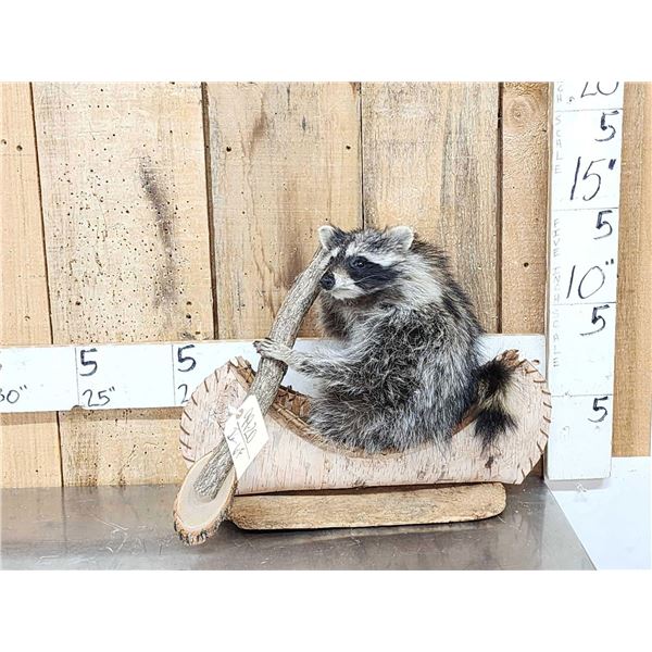 Raccoon In A Birch Bark Canoe Taxidermy