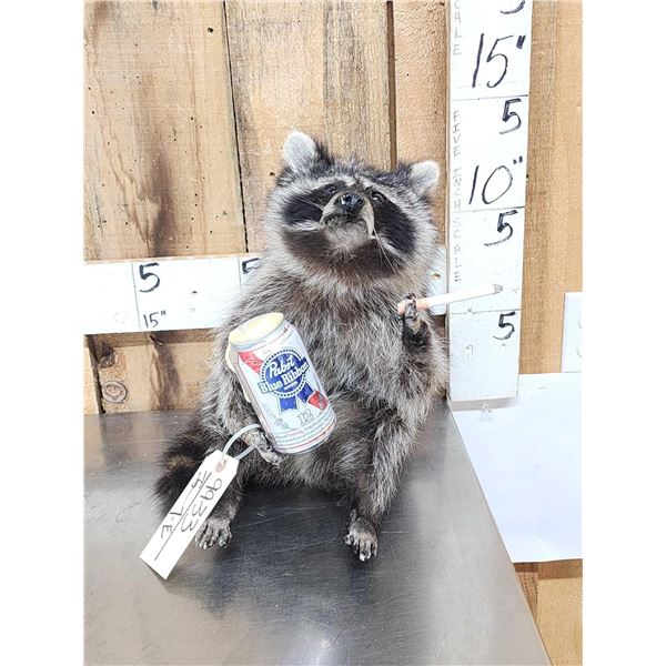 Naughty Raccoon Full Body Taxidermy Mount