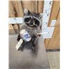 Image 2 : Naughty Raccoon Full Body Taxidermy Mount
