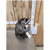 Image 3 : Naughty Raccoon Full Body Taxidermy Mount