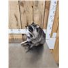 Image 4 : Naughty Raccoon Full Body Taxidermy Mount