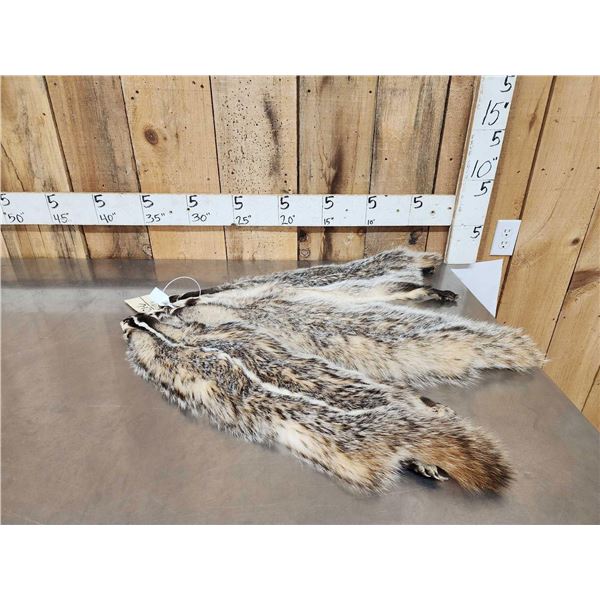 3 Badger Soft Tanned Furs Taxidermy