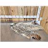 Image 1 : 3 Badger Soft Tanned Furs Taxidermy