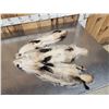 Image 4 : 3 Badger Soft Tanned Furs Taxidermy