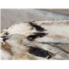 Image 5 : 3 Badger Soft Tanned Furs Taxidermy