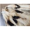 Image 6 : 3 Badger Soft Tanned Furs Taxidermy