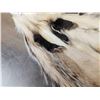 Image 7 : 3 Badger Soft Tanned Furs Taxidermy