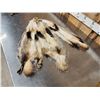 Image 8 : 3 Badger Soft Tanned Furs Taxidermy