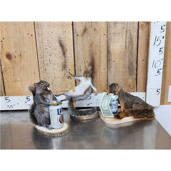 Three Cute Critters Taxidermy Lot