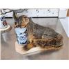 Image 2 : Three Cute Critters Taxidermy Lot