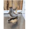 Image 6 : Three Cute Critters Taxidermy Lot