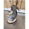 Image 9 : Three Cute Critters Taxidermy Lot