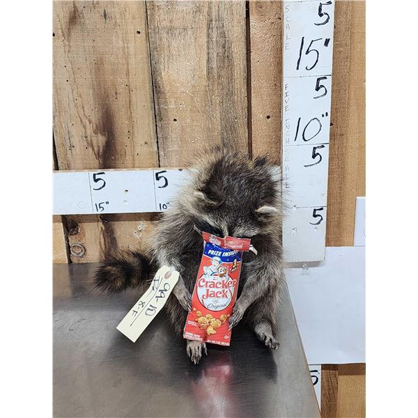 Raccoon Eating Cracker Jacks Taxidermy Mount