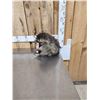 Image 2 : Raccoon Eating Cracker Jacks Taxidermy Mount