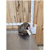 Image 3 : Raccoon Eating Cracker Jacks Taxidermy Mount