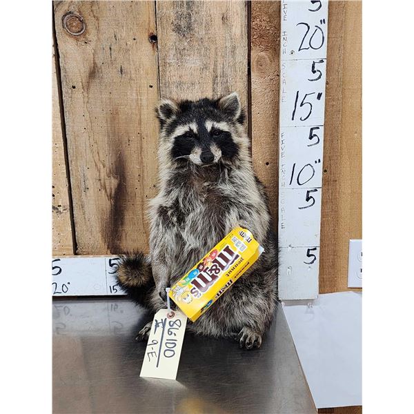 Raccoon Eating Candy Taxidermy Mount
