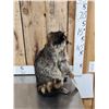Image 2 : Raccoon Eating Candy Taxidermy Mount