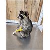 Image 3 : Raccoon Eating Candy Taxidermy Mount